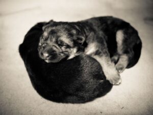 How to take care of newborn German shepherd puppies