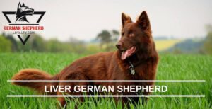 Liver German Shepherd