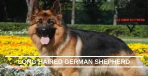 Long Haired German Shepherd