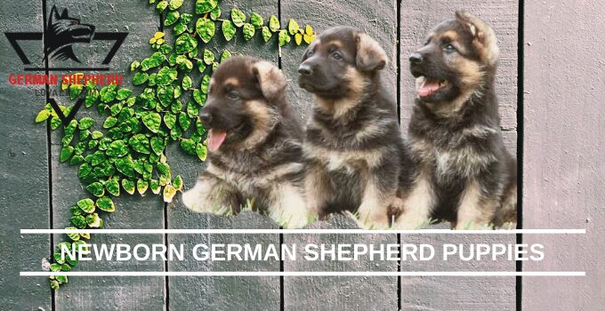 How to Care of Newborn German Shepherd Puppies