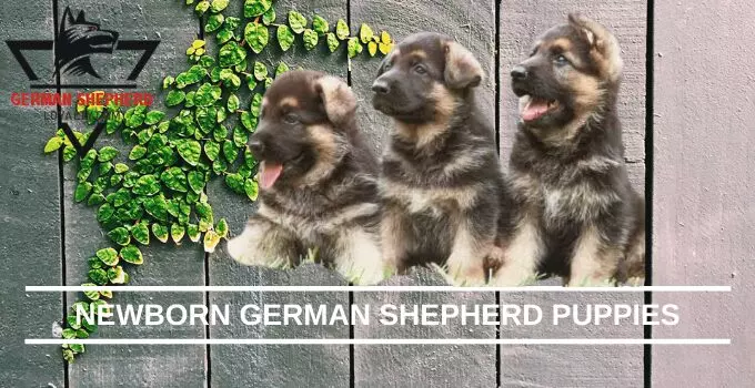 How to Care of Newborn German Shepherd Puppies