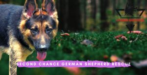 Second Chance German Shepherd Rescue