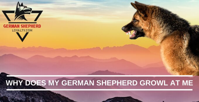 Why Does My German Shepherd Growl at Me?