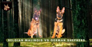 Belgian Malinois vs German Shepherd