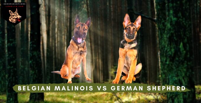 Belgian Malinois vs German Shepherd: What’s the Difference Dog?
