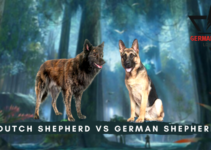 Dutch Shepherd vs German Shepherd: Breed Comparison