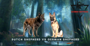 Dutch Shepherd vs German Shepherd