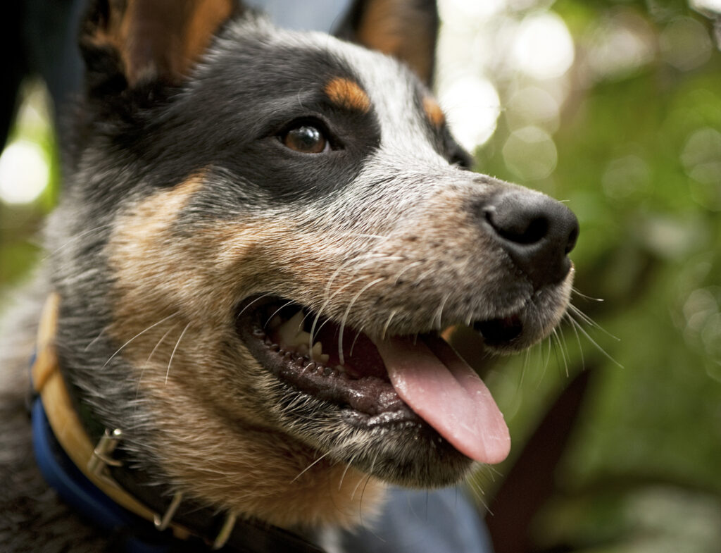 German Shepherd Blue Heeler Mix