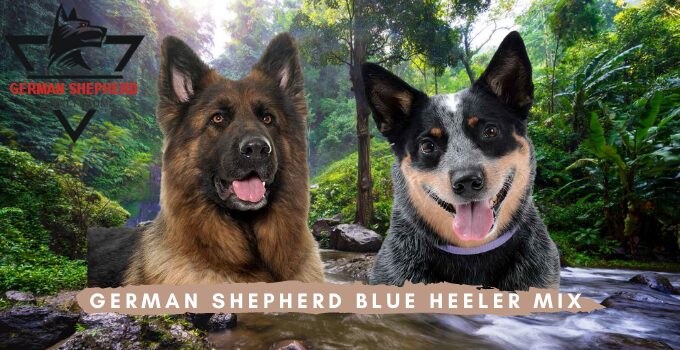 German Shepherd Blue Heeler Mix German Shepherd