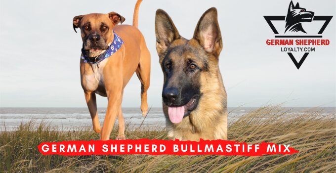 German Shepherd Bullmastiff Mix: A Powerful Mixed Breed