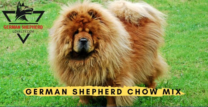 German Shepherd Chow Mix: Dog Breeds