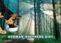 Best Dog Food For German Shepherd Diet: Counting Calories