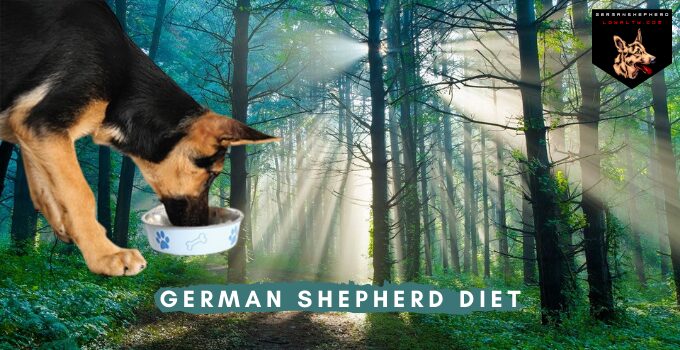 Best Dog Food For German Shepherd Diet: Counting Calories
