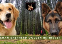 German Shepherd Golden Retriever Mix: Ultimate Family Dog?