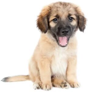 German Shepherd Golden Retriever Mix Appearance