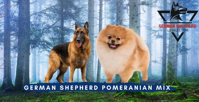 German Shepherd Pomeranian Mix