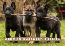 German Shepherd Puppies: Cute Photo And Facts