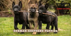 German Shepherd Puppies