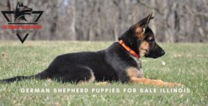 German Shepherd Puppies For Sale Illinois