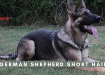 German Shepherd Short Hair: Ultimate Guide