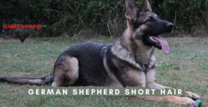 German Shepherd Short Hair