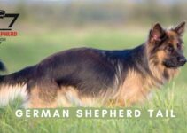 When Do German Shepherd Tail Problems Get Bushy