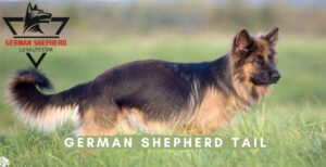 German Shepherd Tail