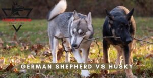 German Shepherd vs Husky