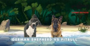 German Shepherd vs Pitbull