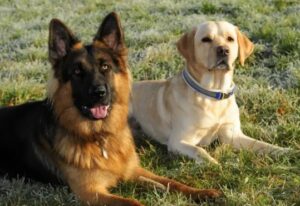 Grooming and Shedding