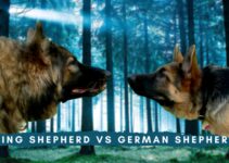 King Shepherd vs German Shepherd: What’s the Difference Dog?