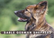 Sable German Shepherd: Ultimate Breed Guide