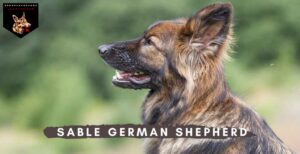 Sable German Shepherd