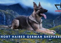 Short Haired German Shepherd: Ultimate Guide