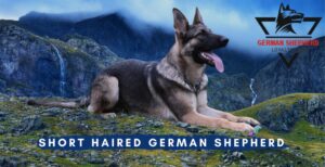 Short Haired German Shepherd