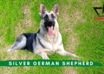 Silver German Shepherd: What Should you Know About