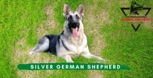 Silver German Shepherd