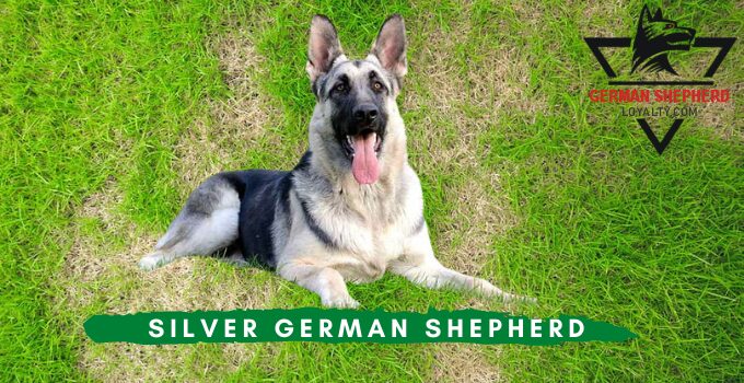 Silver German Shepherd: What Should you Know About