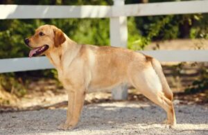 What is a German Shepherd Golden Retriever Mix