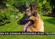When Do German Shepherds Stop Teething?