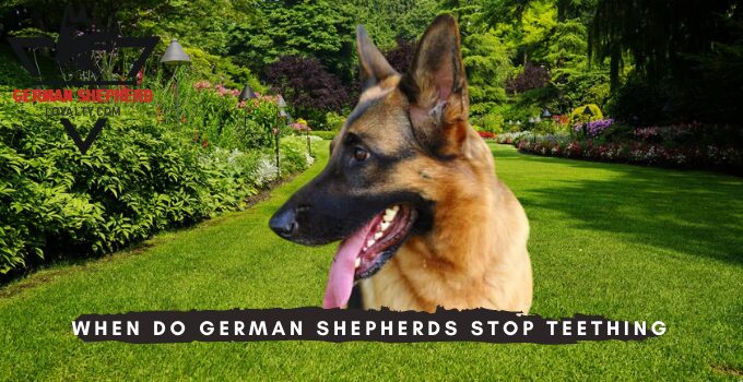 When Do German Shepherds Stop Teething?