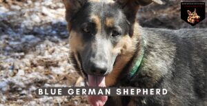 Blue German Shepherd