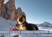 Border Collie German Shepherd Mix: Complete Guide Breed