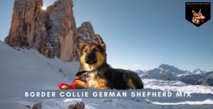 Border Collie German Shepherd Mix
