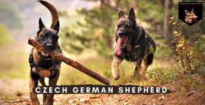 Czech German Shepherd