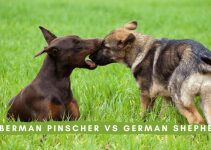 Doberman Pinscher vs German Shepherd: Breed Differences & Comparison