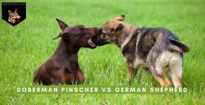 Doberman Pinscher vs German Shepherd