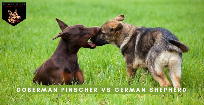 Doberman Pinscher vs German Shepherd: Breed Differences & Comparison