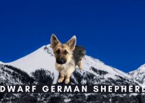Dwarf German Shepherd: What Reason a GSD to be Born with Dwarfism?
