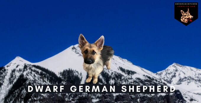Dwarf German Shepherd: What Reason a GSD to be Born with Dwarfism?